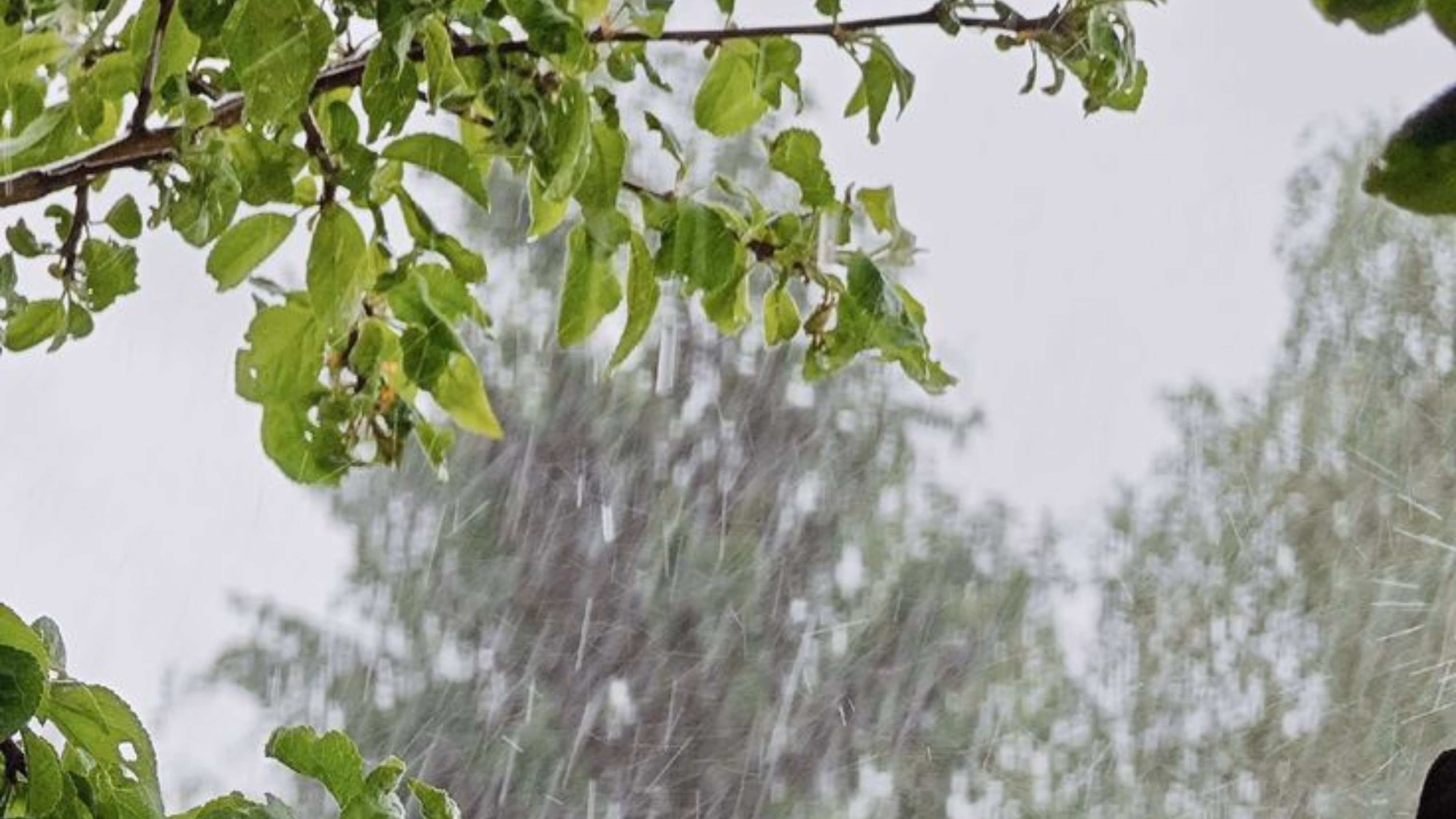 關於「雨」的描述。
